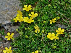 Ranunculus formosa-montanus