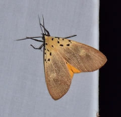 Asota iodamia