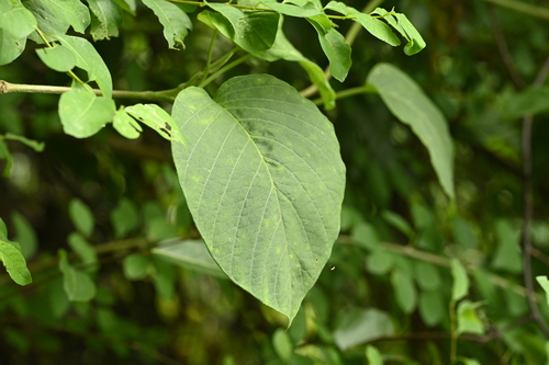 Argyreia akoensis, photograph 2