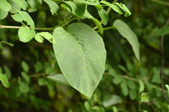 Argyreia akoensis, photograph 曾昱承 Yu-Cheng Zeng, CC BY, iNaturalist via GBIF