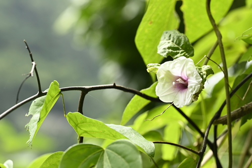 Argyreia akoensis, photograph 3