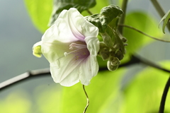 Argyreia akoensis, photograph 曾昱承 Yu-Cheng Zeng, CC BY, iNaturalist via GBIF