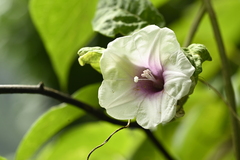 Argyreia akoensis, photograph 曾昱承 Yu-Cheng Zeng, CC BY, iNaturalist via GBIF