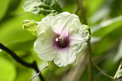 Argyreia akoensis, photograph 曾昱承 Yu-Cheng Zeng, CC BY, iNaturalist via GBIF