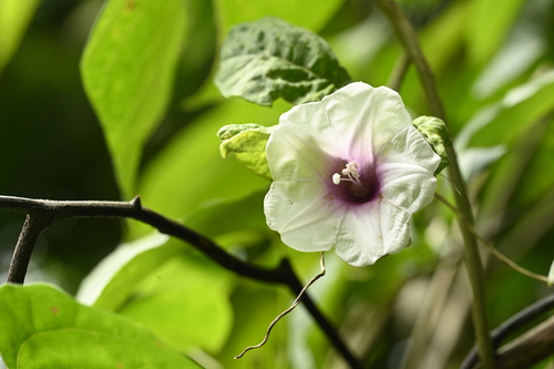 Argyreia akoensis, photograph 6