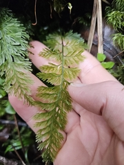 Abrodictyum strictum (Abrodictyum strictum)
