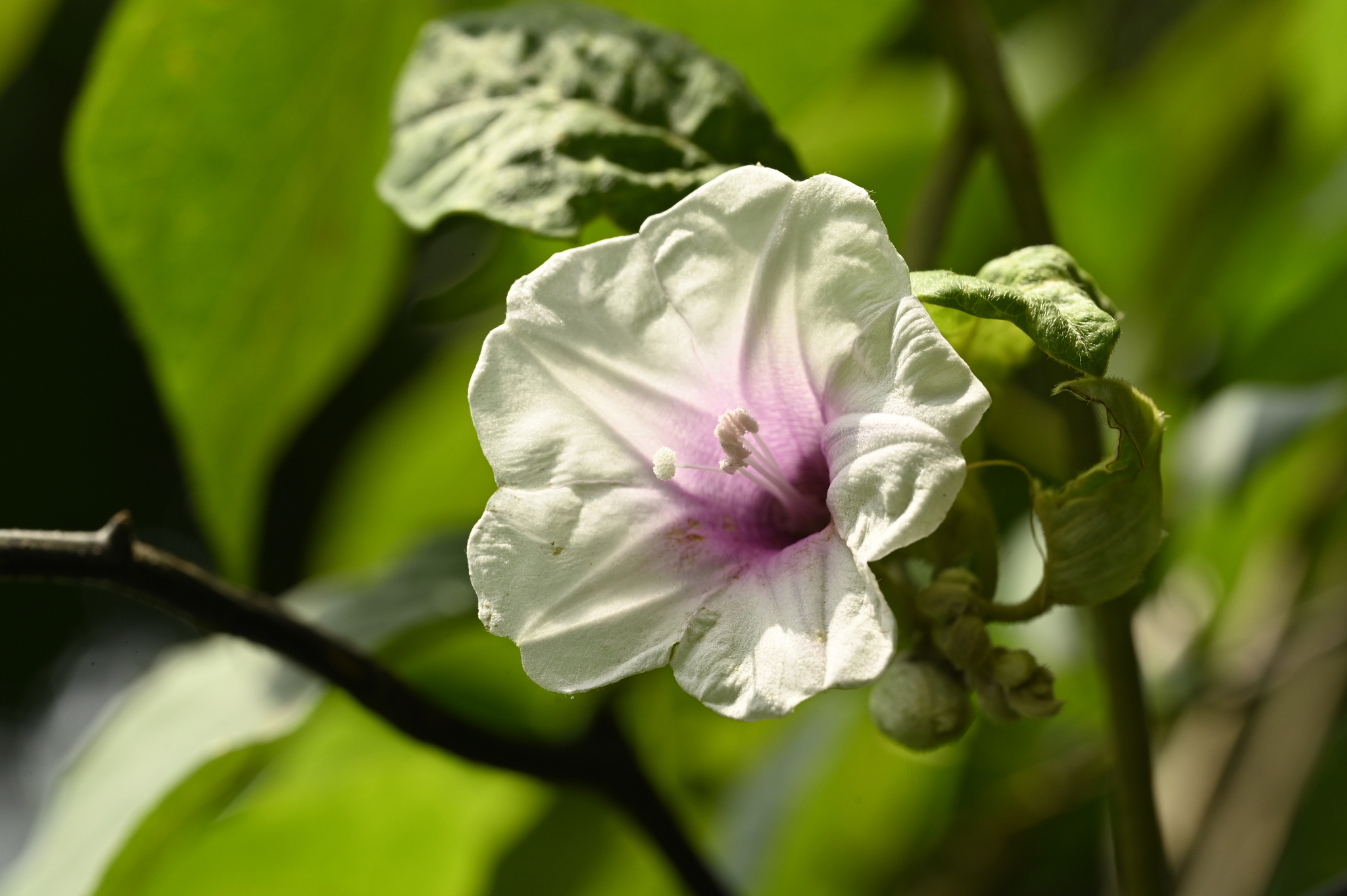 Argyreia akoensis