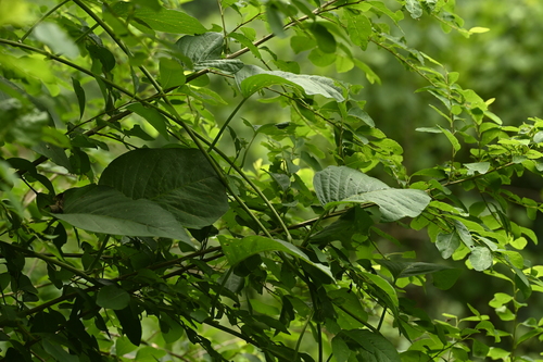 Image of Argyreia Akoensis (Argyreia akoensis) by (c) 曾昱承 Yu-Cheng Zeng, some rights reserved (CC BY)