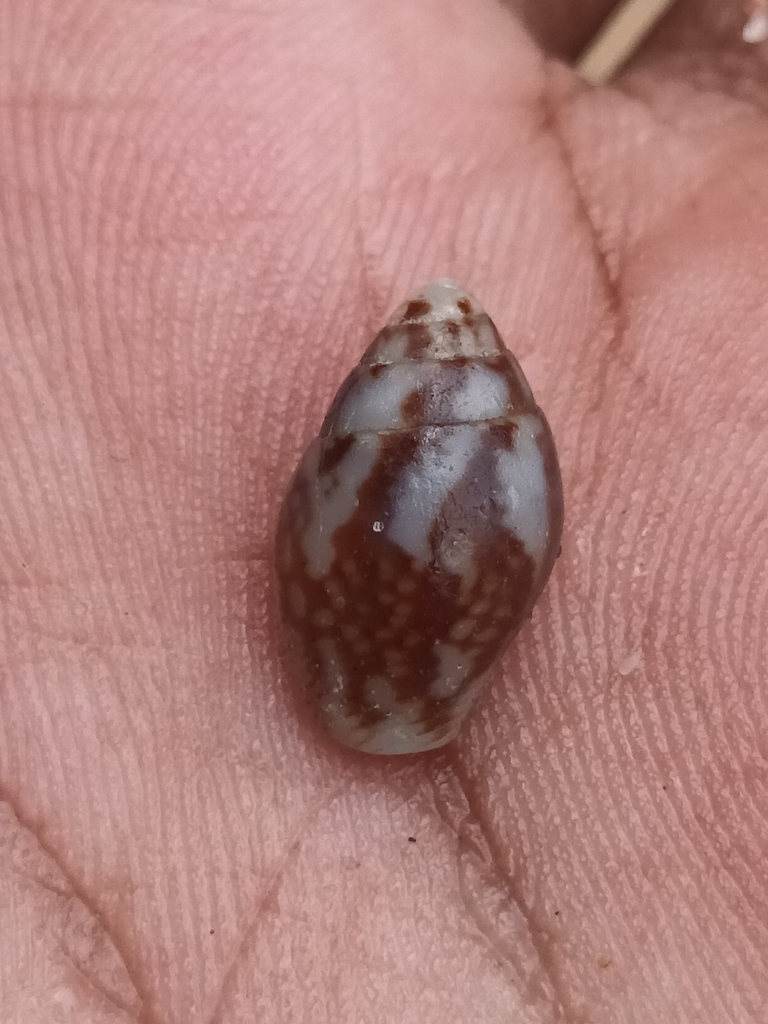 Pardalinops fabula