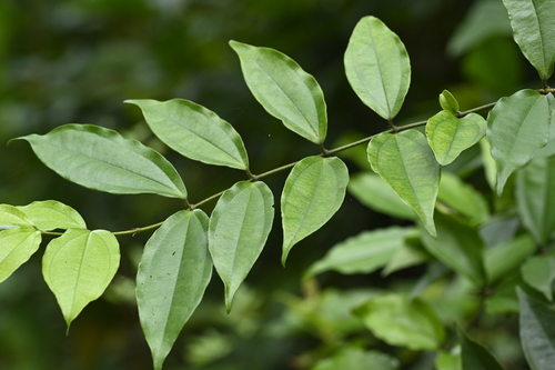 Strychnos cathayensis (Strychnos cathayensis)