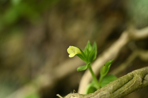 Image of Torenia flava by (c) 曾昱承 Yu-Cheng Zeng, some rights reserved (CC BY)