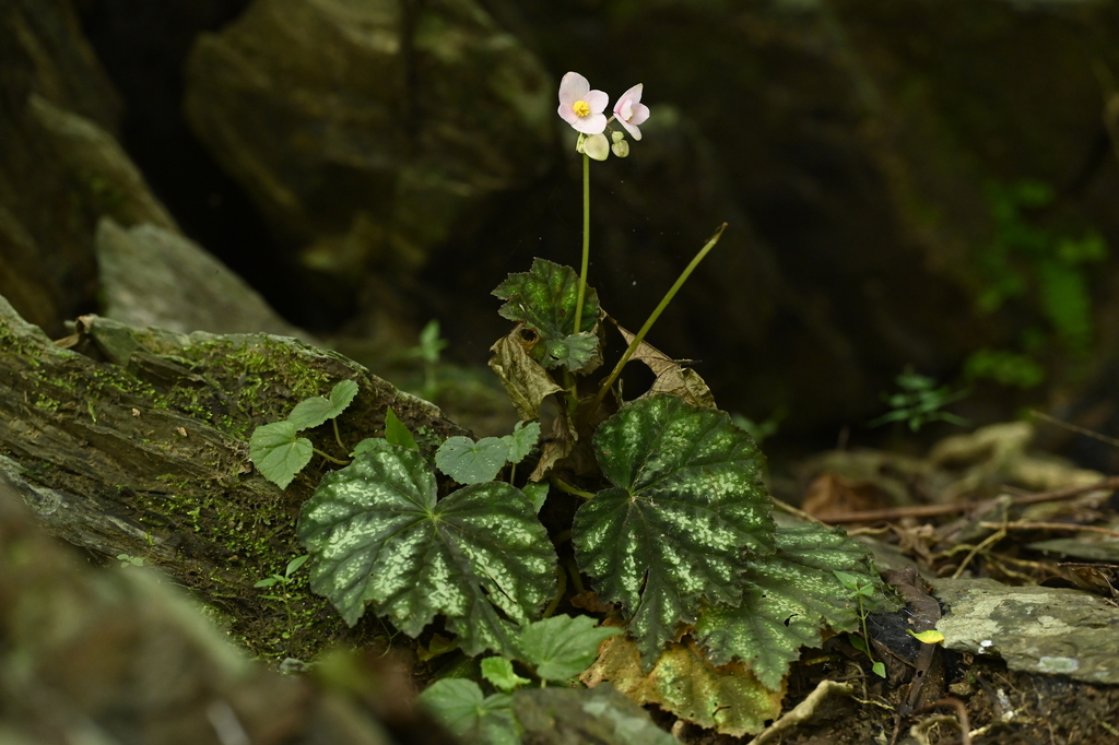 Begonia austrotaiwanensis; photograph (c) 曾昱承 Yu-Cheng Zeng, some rights reserved (CC BY)