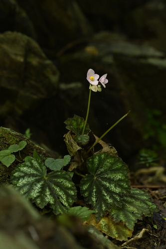Begonia austrotaiwanensis, photograph 5
