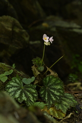 (c) 曾昱承 Yu-Cheng Zeng, some rights reserved (CC BY) Begonia austrotaiwanensis, photograph (c) 曾昱承 Yu-Cheng Zeng, some rights reserved (CC BY)
