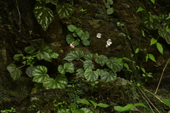 Begonia austrotaiwanensis, photograph (c) 曾昱承 Yu-Cheng Zeng, some rights reserved (CC BY)