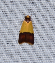 Heteroteucha dichroella
