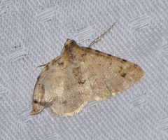 Scioglyptis lithenopa