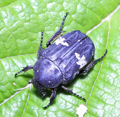 Glycyphana fulvistemma