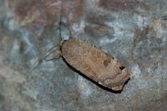 Noctua orbona