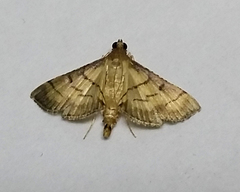 Cnaphalocrocis