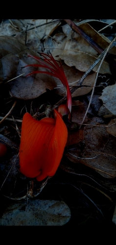 Image of Erythrina velutina by (c) cristianol1456, some rights reserved (CC BY-SA)