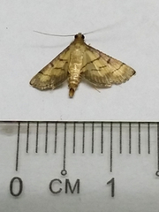 Cnaphalocrocis