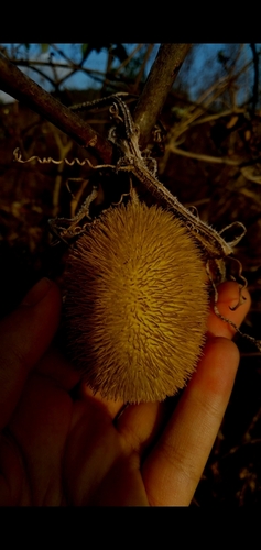 Image of Hedgehog Gourd (Cucumis dipsaceus) by (c) cristianol1456, some rights reserved (CC BY-SA)