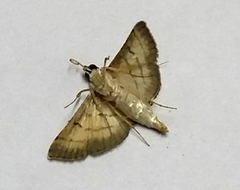 Cnaphalocrocis