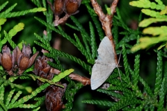 Pechipogo strigilata