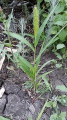 Setaria viridis