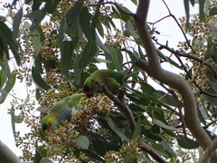 Parvipsitta porphyrocephala