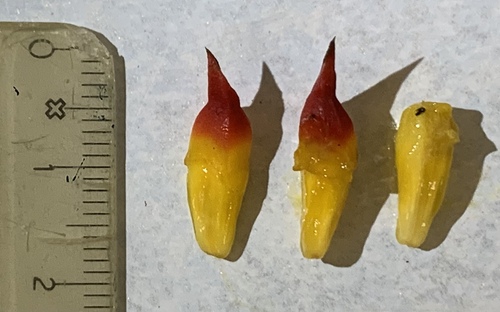 Benstonea affinis observed 2024-10-15
