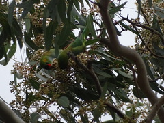 Parvipsitta porphyrocephala