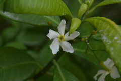 Tabernaemontana amygdalifolia