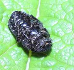 Glycyphana fulvistemma