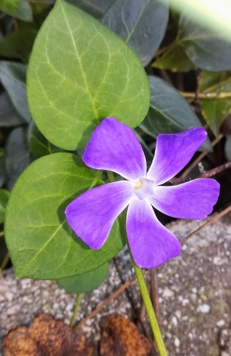 Greater periwinkle (Vinca major)