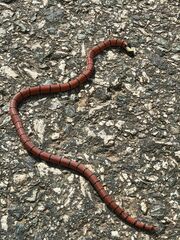 Guangxi Coral Snake photo 2