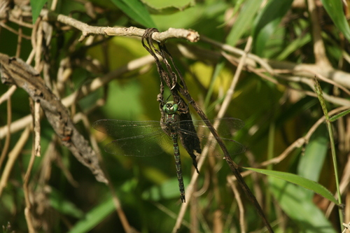 Pinheyschna meruensis