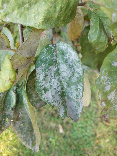 Podosphaera clandestina