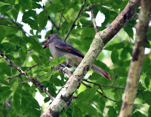 Dusky-tailed Flatbill (Ramphotrigon fuscicauda), photo 4