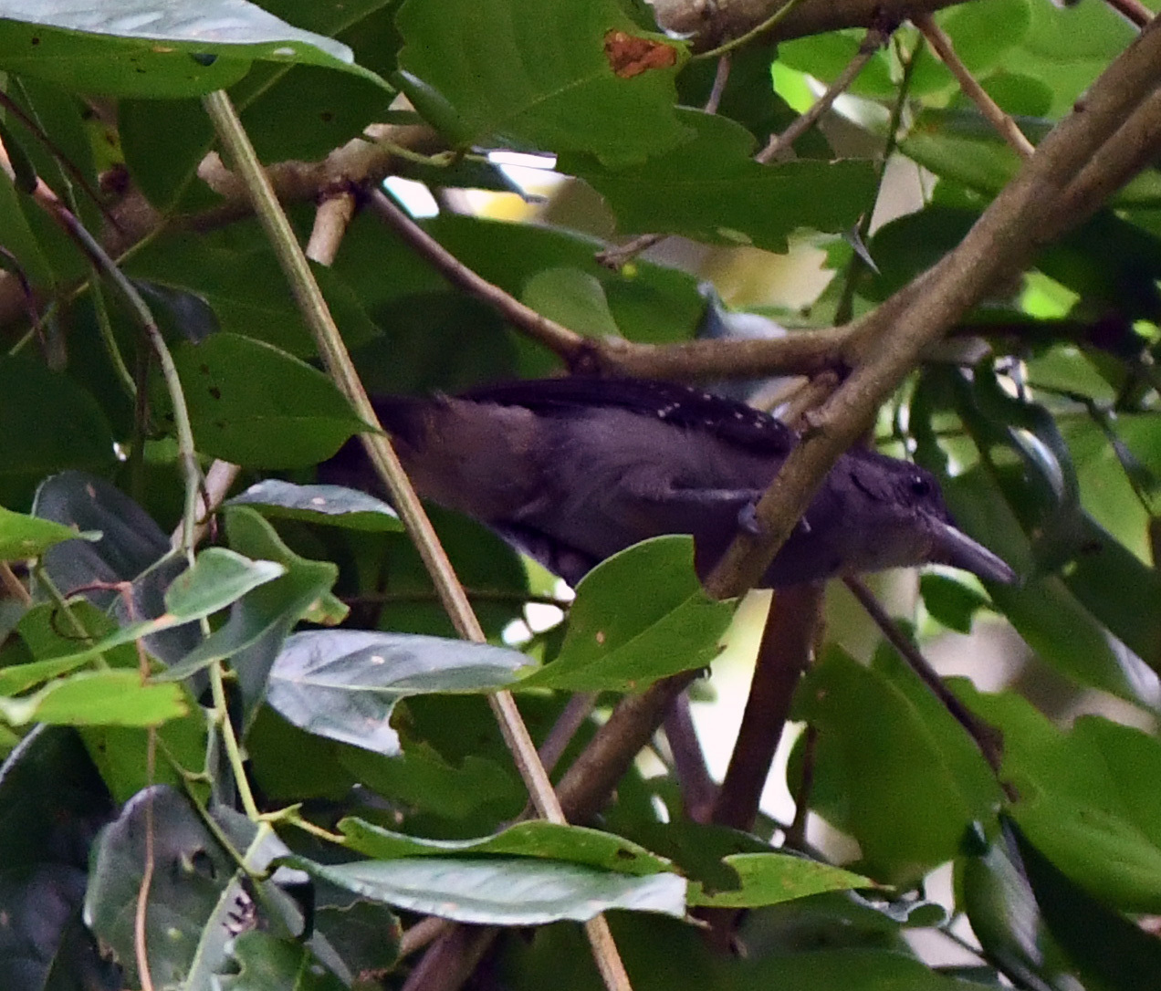 Spot-winged Antshrike (Pygiptila stellaris), photo 6
