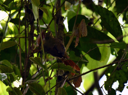 Rufous-rumped Foliage-gleaner (Neophilydor erythrocercum), photo 6