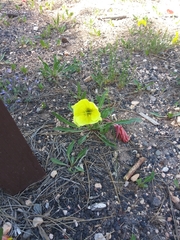 Oenothera howardii