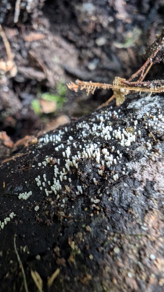 Henningsomyces candidus · October 2024 · photo: © atsushi_nakajima_cirque (iNaturalist, cc-by)