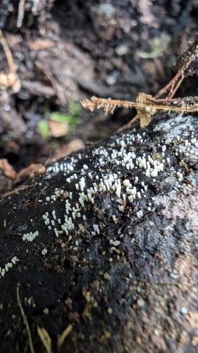 Henningsomyces candidus