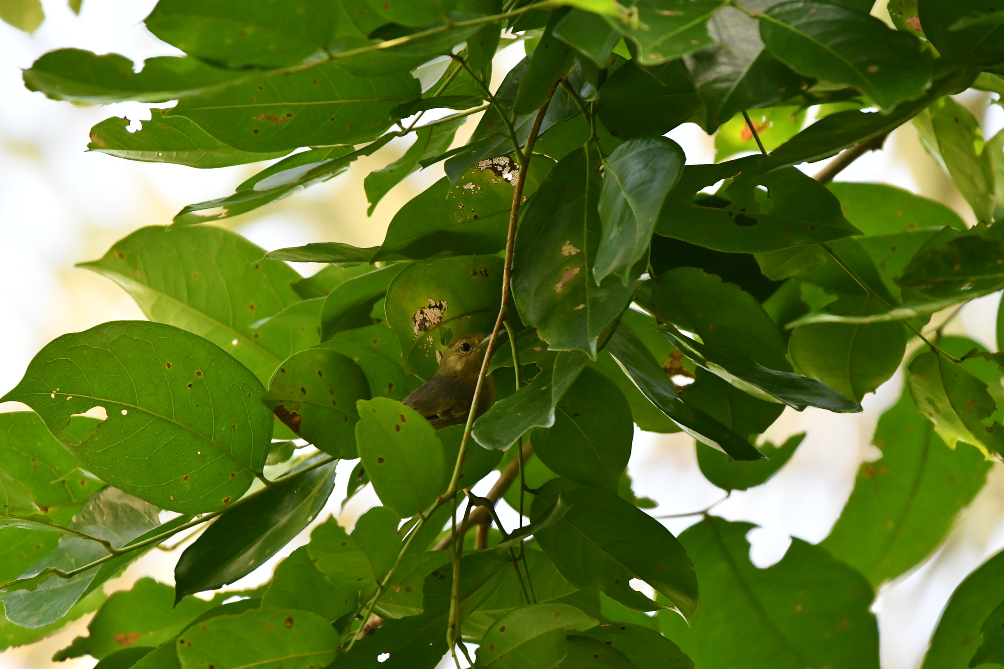 Grey Antwren (Myrmotherula menetriesii), photo 5