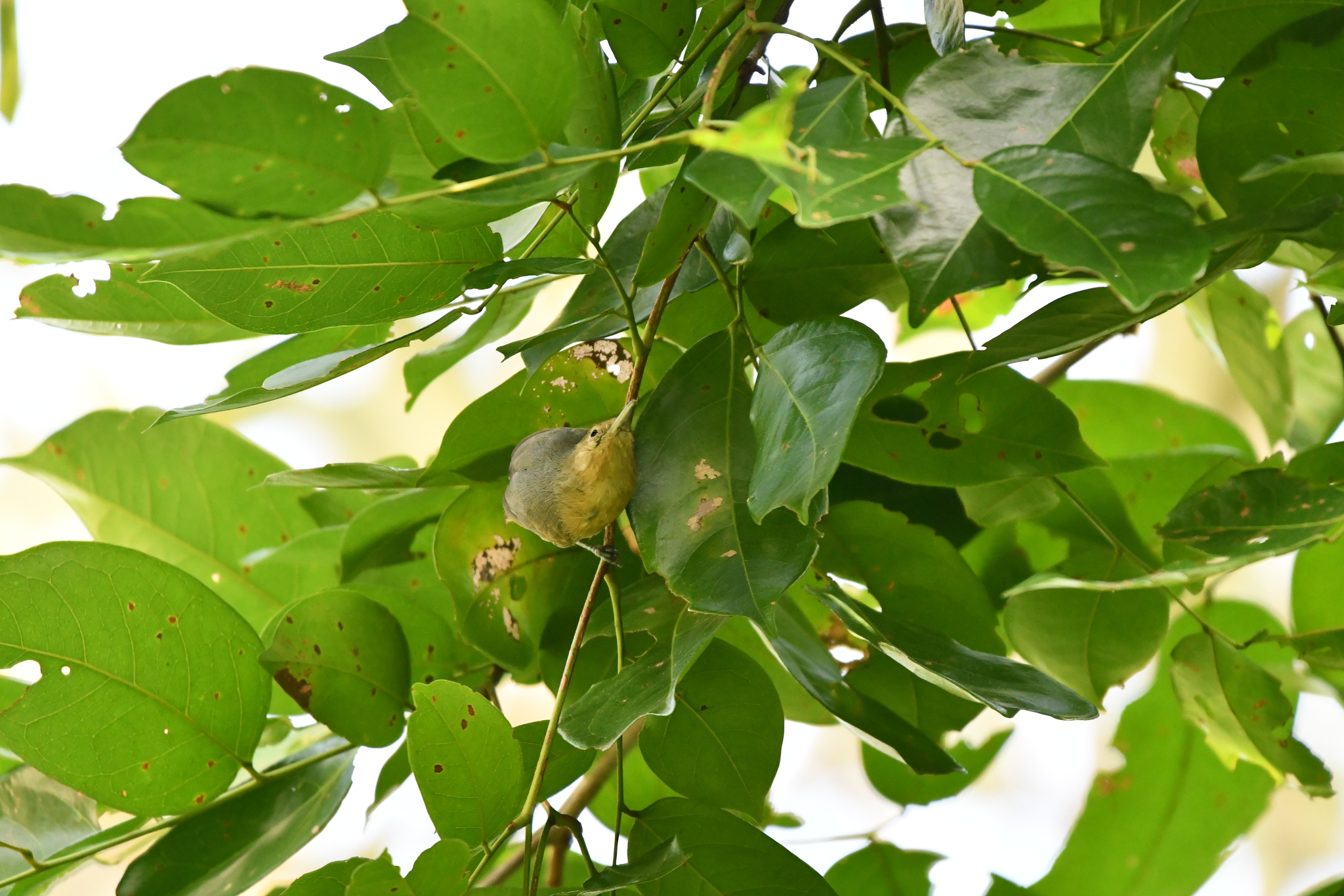 Grey Antwren (Myrmotherula menetriesii), photo 6