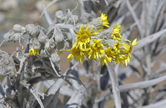 Senecio niveoaureus