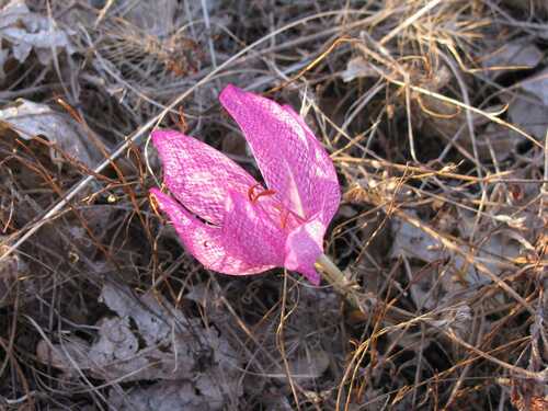 Colchicum bivonae