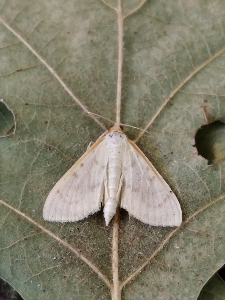 Pyrausta testalis